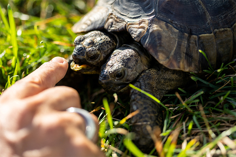 Double Celebration Two Headed Tortoise Janus Turns 25 