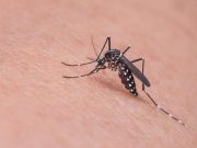 Why are some people mosquito magnets and others unbothered? A medical entomologist points to metabolism, body odor and mindset