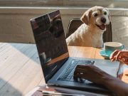 ‘Pets are not gifts’: Why animal welfare orgs discourage pets as gifts this Christmas