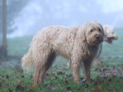 No pets left behind: How to keep animals safe from onslaught of ‘Karding’