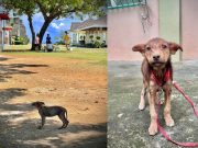 Viral puppy looking at group of people with their fur babies finds new home