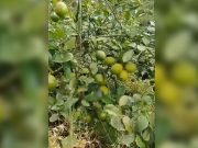 Lemons