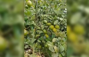 Lemons