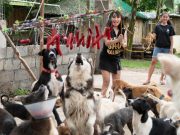‘Hotdog pabitin’ during animal shelter’s birthday bash amuses netizens