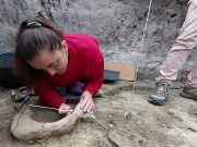 Chilean scientists discover 12,000-year-old elephant remains