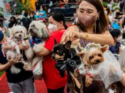 Pet weddings highlight animal blessing ceremony in the Philippines