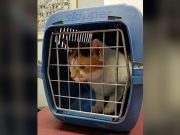 Lalamove reminds furparents against booking service to deliver pets Cat in carrier