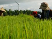 Philippines Q1 farm output value up 0.05% yr/yr Farmers on a field