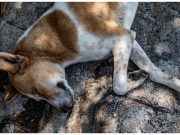 ‘More than just a skin problem’: Dog owners cautioned vs fleas, ticks