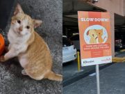 Community cat
