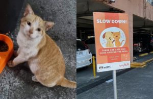 Community cat