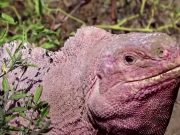 Endangered pink iguana hatchlings seen for first time on Galapagos island