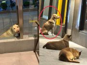 ‘Hi! I am Doggo’: Pet rescue org’s tragic dog story gains buzz