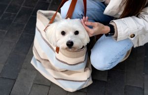 Pet dog