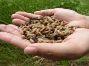 From ashes to fly larvae, new ideas aim to revive farm soil