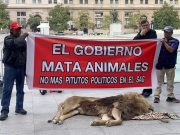 Dead lion protest surprises passersby in front of Chile’s presidential palace