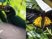 ‘Ark of biodiversity’: Rundown of animals living in Masungi Georeserve