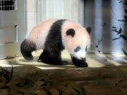Tears and photos as Japan sends giant panda ‘home’ to China Xiang Xiang