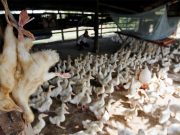 Viruses in Cambodian bird flu cases identified as endemic clade