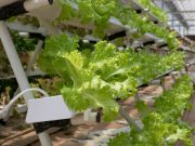 MPIC, Israeli firm to build ‘biggest vegetable greenhouse’ in Bulacan