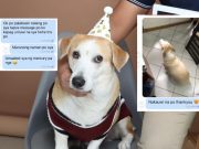 Viral: Throwback post of dog walking home alone after grooming resurfaces