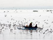 BFAR refutes ‘Manila Bay is dead’ report