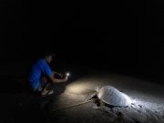 Love of sea turtles turns Philippine poachers into protectors