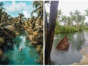 ‘We will miss you so much’: Siargao’s famous Coconut Bent Tree dies