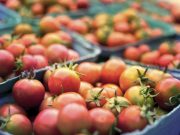 Local farmers struggle to sell unsold, excess tomatoes. Here’s how to help them.