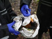 How a deadly bat virus found new ways to infect people