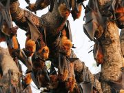 The world’s bat lands are under attack, seeding risk of a new pandemic. Here’s where.