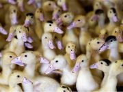 Brazil confirms first ever avian flu cases in wild birds