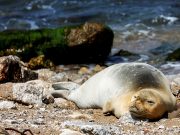 Holy cow! Endangered seal draws dozens to Jaffa shore