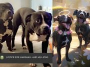 ‘Good boys’: Animal shelter, Pinoys, join calls for justice for slain dogs Marshall, Millions