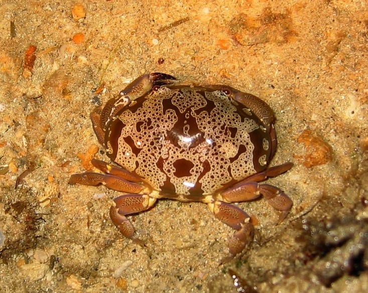 Floral Egg Crab 