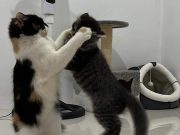 Cat fight_Martin Aquino