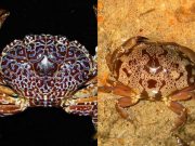 Devil crab and floral egg crab