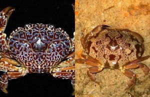Devil crab and floral egg crab