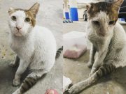 Vinny the cat