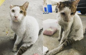 Vinny the cat