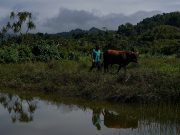 Pacific island sea levels rising faster than global average, WMO says