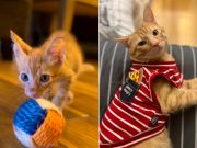 ‘Ibang-iba na’: Jodi Sta. Maria’s cat Naia continues to wow Pinoys with transformation Naia before_after