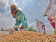 Vietnam rates rise on Philippine stockpiling; India prices steady