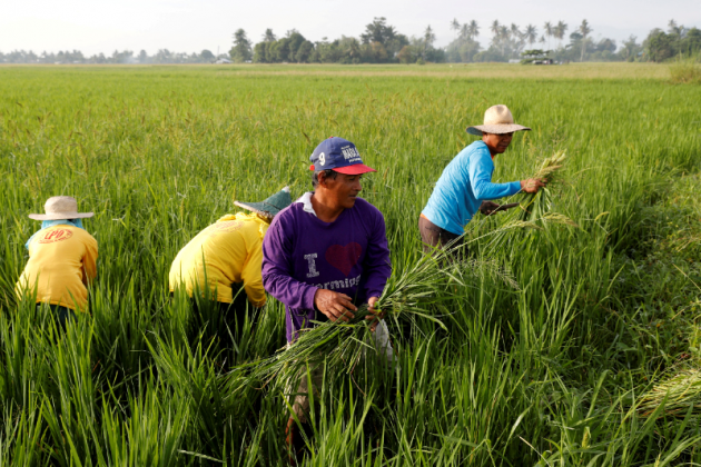 Bayer To Introduce Its Direct-seeded Rice System In The Philippines