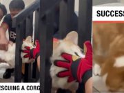 ‘Typical corgi’: Pinoy dog stuck in staircase rail gains international buzz