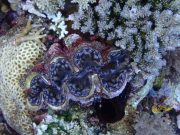 Is this legal?: Giant clams mukbang video sparks controversy