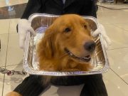 Student in ‘expensive’ rice sack, dog in puppet tray gain buzz for Halloween