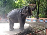 ‘Please no’: Manila Zoo ‘Mali’ elephant replacement opposed Mali the elephant