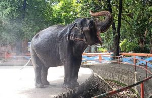 Mali the elephant