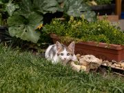 Stray cat